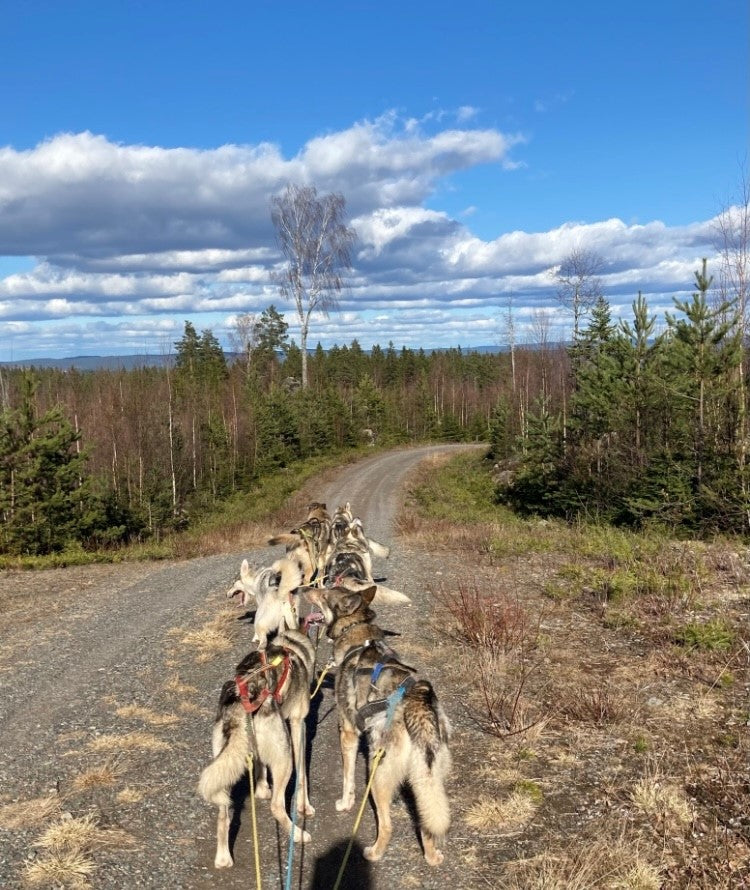 Hundspannstur med vagn